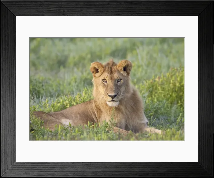 Framed Print : Young male lion (Panthera leo), Serengeti National Park, Tanzania, East Africa, Africa Framed Print : Young male lion (Panthera leo), Serengeti National Park, Tanzania, East Africa, Africa