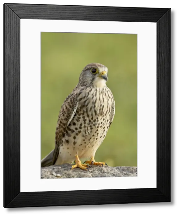 Framed Print : Female common kestrel (Falco tinnunculus), Serengeti National Park, Tanzania