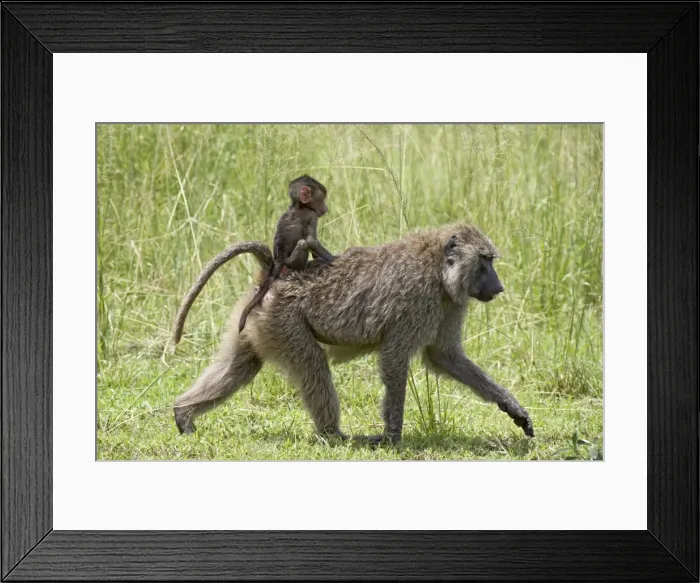 Framed Print : Olive baboon (Papio cynocephalus anubis) infant riding on its mothers back Framed Print : Olive baboon (Papio cynocephalus anubis) infant riding on its mothers back