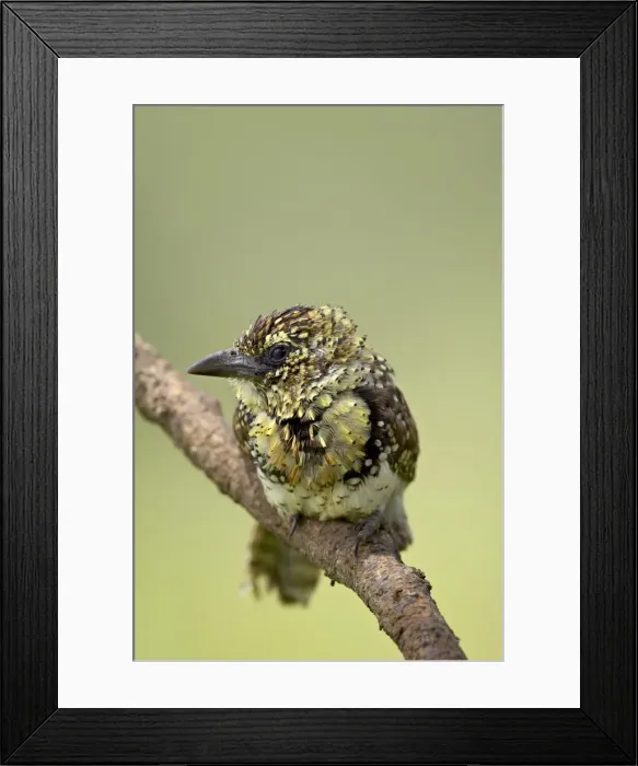 Framed Print : Usambiro barbet (Trachyphonus usambiro), Serengeti National Park, Tanzania Framed Print : Usambiro barbet (Trachyphonus usambiro), Serengeti National Park, Tanzania