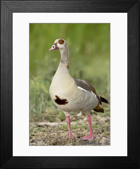 Framed Print : Egyptian goose (Alopochen aegyptiacus), Serengeti National Park, Tanzania Framed Print : Egyptian goose (Alopochen aegyptiacus), Serengeti National Park, Tanzania