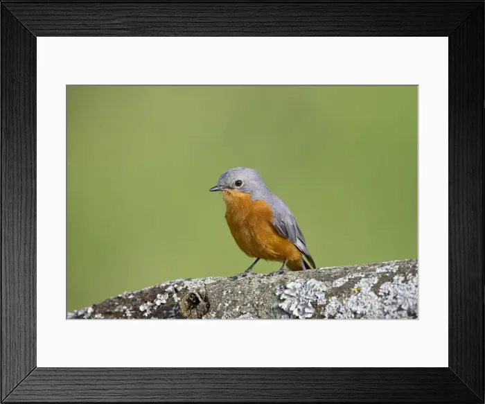 Framed Print : Silverbird (Empidornis semipartitus), Serengeti National Park, Tanzania Framed Print : Silverbird (Empidornis semipartitus), Serengeti National Park, Tanzania