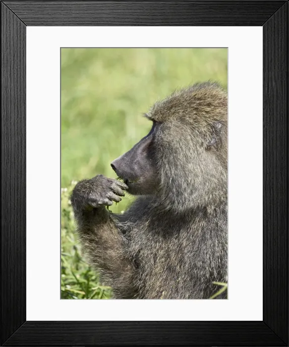 Framed Print : Olive baboon (Papio cynocephalus anubis) eating, Serengeti National Park Framed Print : Olive baboon (Papio cynocephalus anubis) eating, Serengeti National Park