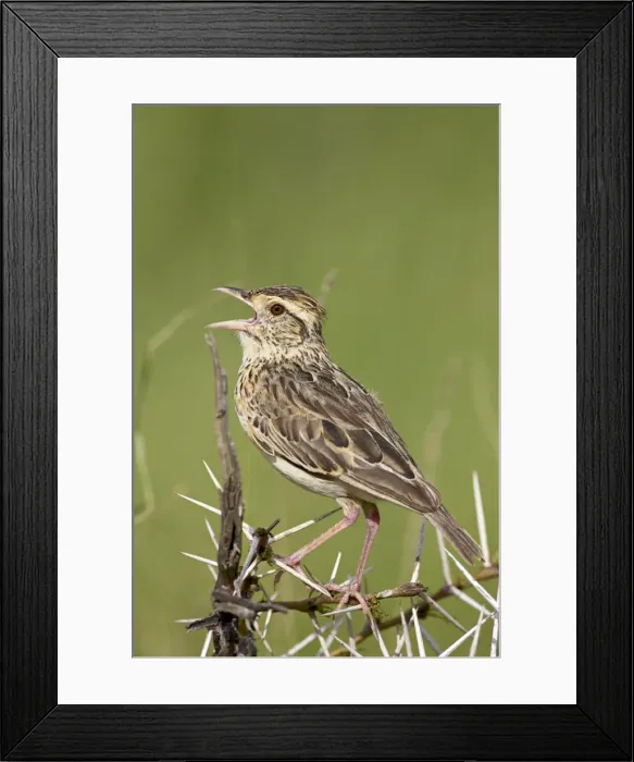 Framed Print : Fawn-coloured lark (Mirafra africanoides) singing, Serengeti National Park Framed Print : Fawn-coloured lark (Mirafra africanoides) singing, Serengeti National Park