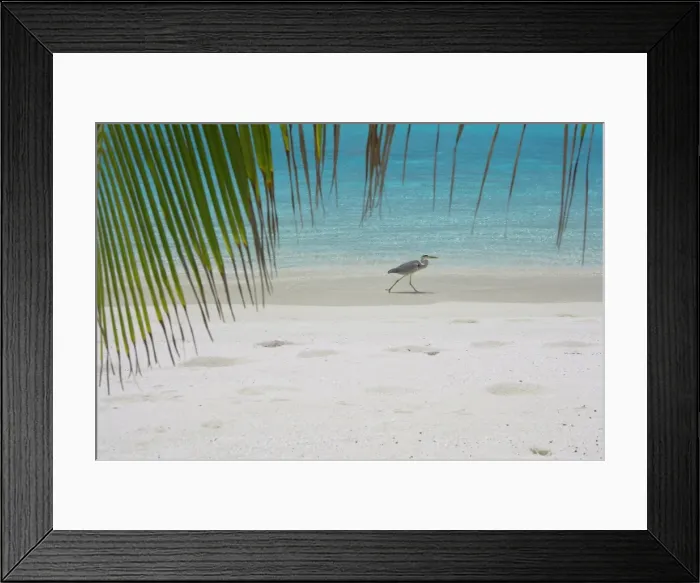 Framed Print : Heron wading along waters edge on tropical beach, Maldives, Indian Ocean, Asia Framed Print : Heron wading along waters edge on tropical beach, Maldives, Indian Ocean, Asia