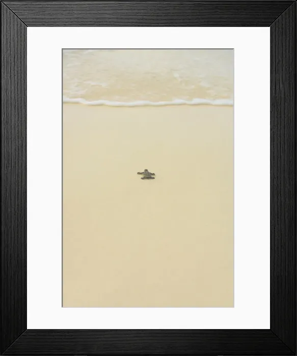 Framed Print : Turtle making its way to the water Framed Print : Turtle making its way to the water