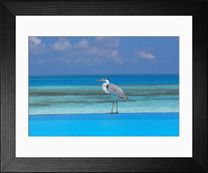 Framed Print : Blue heron standing in water, Maldives, Indian Ocean, Asia Framed Print : Blue heron standing in water, Maldives, Indian Ocean, Asia