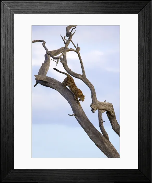 Framed Print : Leopard (Panthera pardus) in dead tree, Kruger National Park, Mpumalanga Framed Print : Leopard (Panthera pardus) in dead tree, Kruger National Park, Mpumalanga
