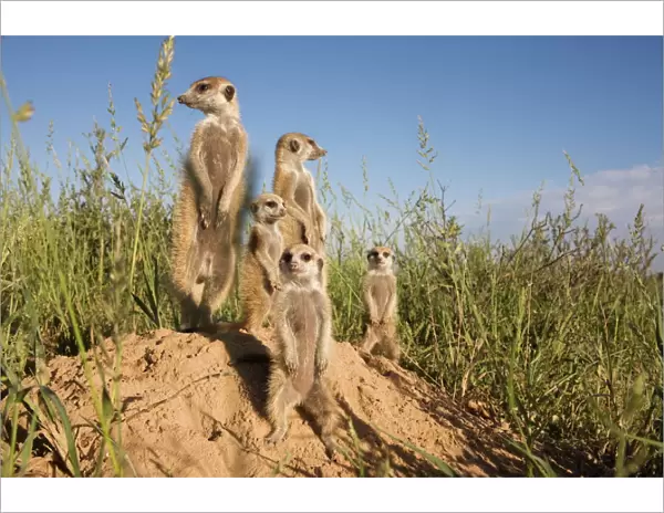 Group of meerkats (Suricata suricatta), Kalahari Meerkat Project, Van Zylsrus