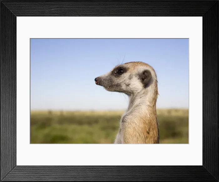 Framed Print : Meerkat (Suricata suricatta) sentinel, Kalahari Meerkat Project, Van Zylsrus