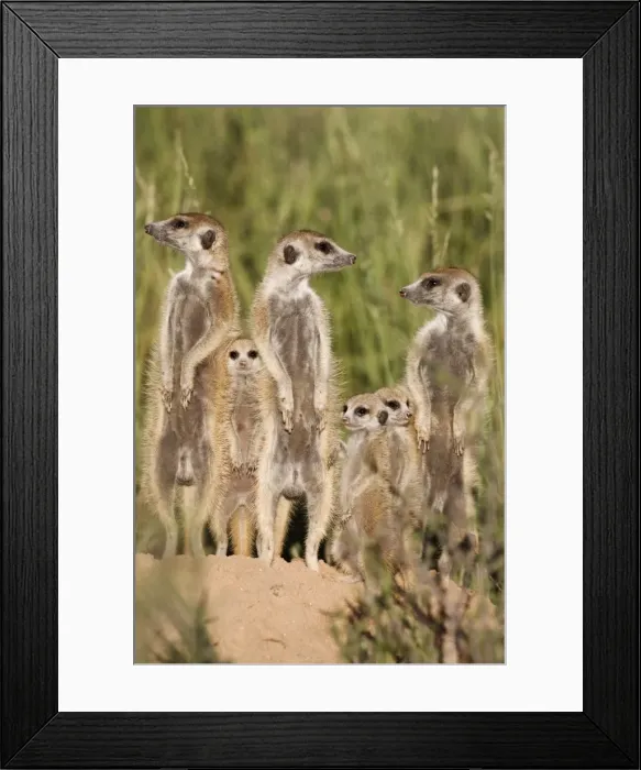Framed Print : Meerkats (Suricata suricatta) with young, Kalahari Meerkat Project, Van Zylsrus Framed Print : Meerkats (Suricata suricatta) with young, Kalahari Meerkat Project, Van Zylsrus