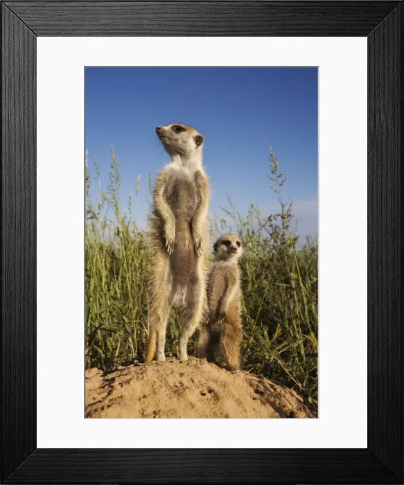 Framed Print : Meerkat (Suricata suricatta) with young, Kalahari Meerkat Project, Van Zylsrus Framed Print : Meerkat (Suricata suricatta) with young, Kalahari Meerkat Project, Van Zylsrus