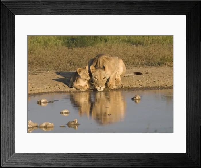 Framed Print : Lioness and cubs (Panthera leo), Kgalagadi Transfrontier Park, Northern Cape