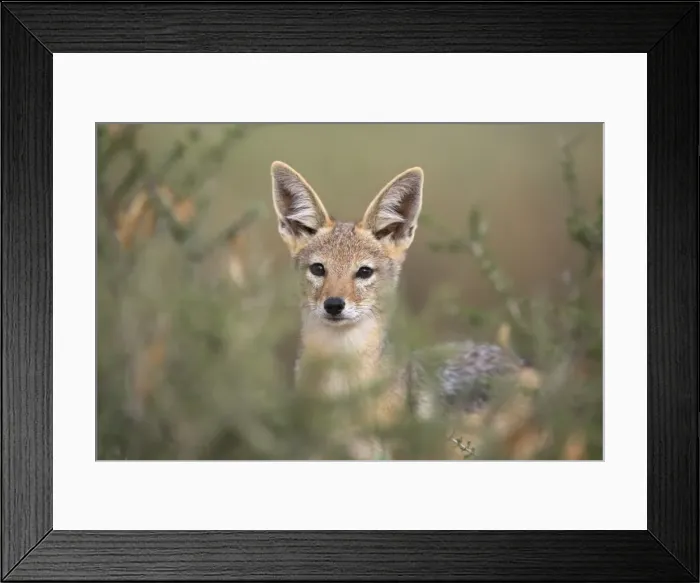 Framed Print : Blackbacked jackal (Canis mesomelas), Kgalagadi Transfrontier Park, South Africa, Africa