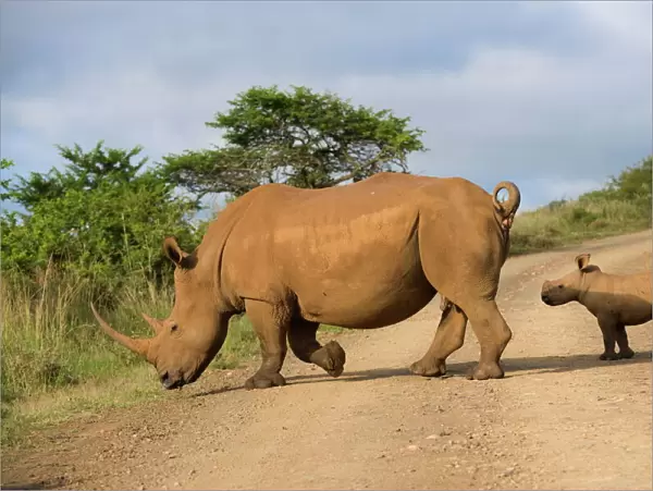 White rhino (Ceratotherium simum) and calf, Ithala Game Reserve, KwaZulu Natal