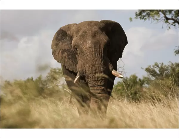 African elephant bull (Loxodonta africana), Kruger National Park, Mpumalanga