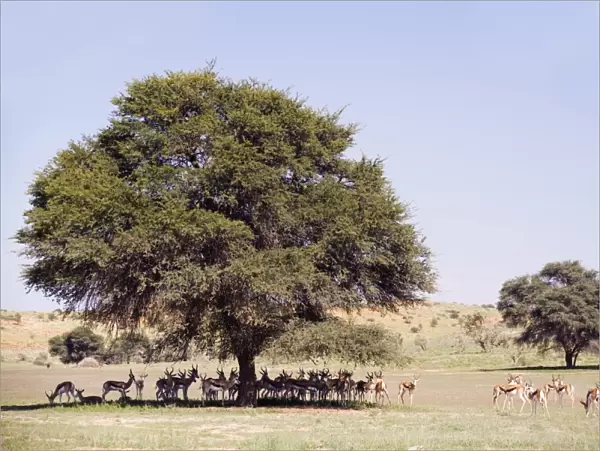 Herd of springbok (Antidorcas marsupialis), Kgalagadi Transfrontier Park