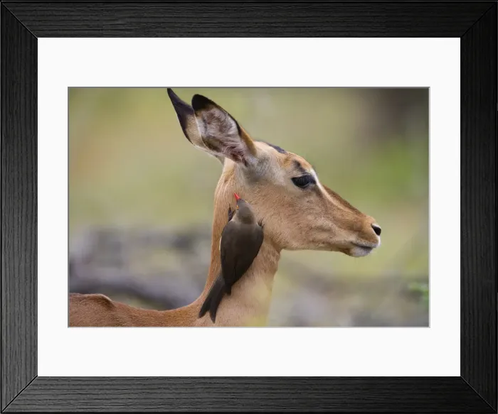 Framed Print : Redbilled oxpecker (Buphagus erythrorhynchus), on impala, Kruger National Park Framed Print : Redbilled oxpecker (Buphagus erythrorhynchus), on impala, Kruger National Park