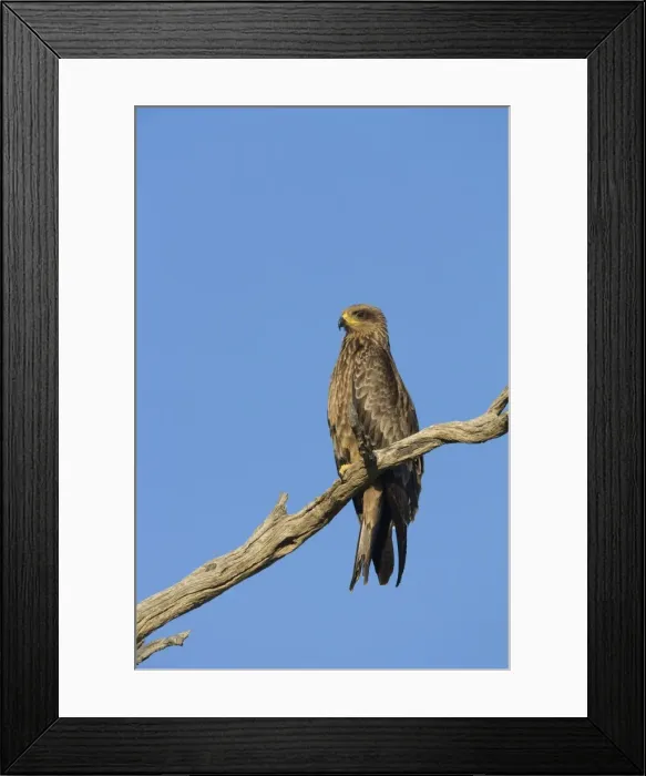 Framed Print : Black kite (Milvus migrans), Kgalagadi Transfrontier Park, South Africa, Africa Framed Print : Black kite (Milvus migrans), Kgalagadi Transfrontier Park, South Africa, Africa