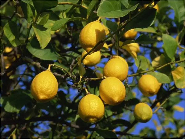 Lemons on tree, Malaga province, Andalucia, Spain, Europe