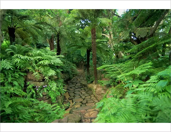 Tree ferns, Kirstenbosch Botanical Gardens, Cape Town, South Africa, Africa