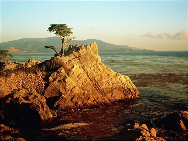 Lone cypress tree on rocky outcrop at dusk, Carmel, California, United States of America