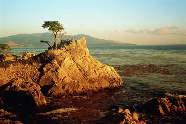 Lone cypress tree on rocky outcrop at dusk, Carmel, California, United States of America
