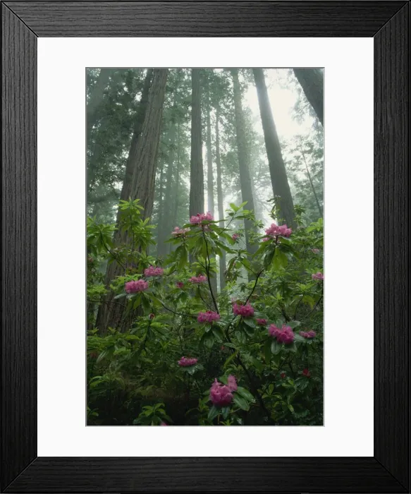 Framed Print : Rhododendrons amongst the mist and tall Redwood trees, California, United States of America Framed Print : Rhododendrons amongst the mist and tall Redwood trees, California, United States of America
