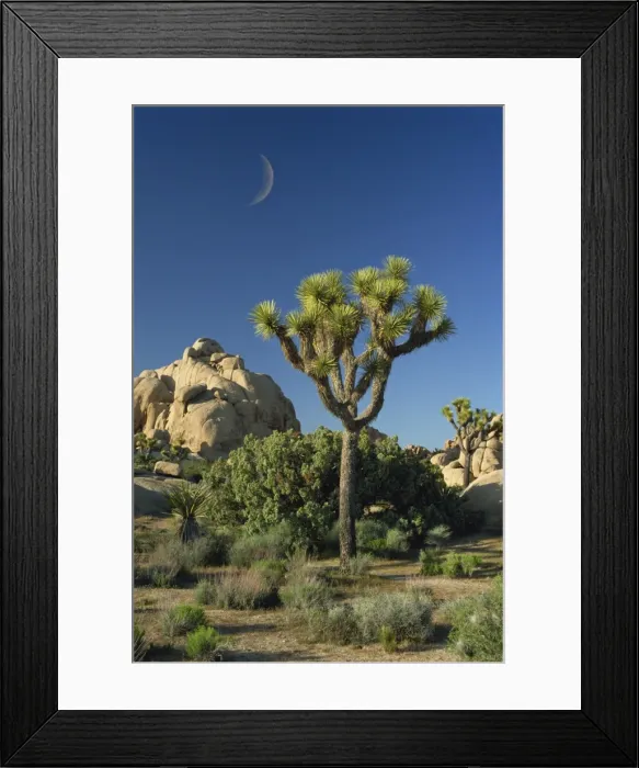 Framed Print : Joshua trees and crescent moon, Joshua Tree National Monument, California Framed Print : Joshua trees and crescent moon, Joshua Tree National Monument, California