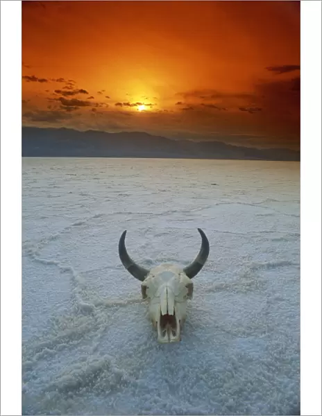Cows skull on salt flats, Death Valley National Monument, California