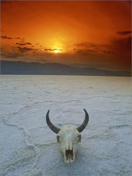 Cows skull on salt flats, Death Valley National Monument, California