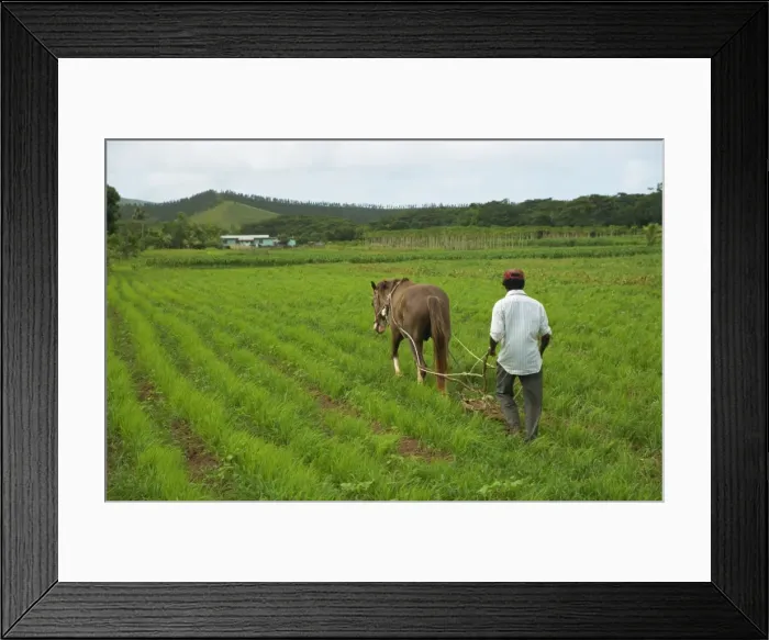 Framed Print : Agriculture in the Highlands, Fiji, Pacific Islands, Pacific Framed Print : Agriculture in the Highlands, Fiji, Pacific Islands, Pacific