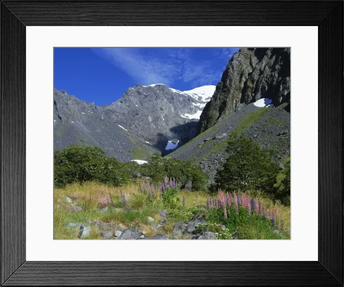Framed Print : Alpine flowers and lupins near Milford Sound in the mountains of Otago on the South Island of New Zealand Framed Print : Alpine flowers and lupins near Milford Sound in the mountains of Otago on the South Island of New Zealand