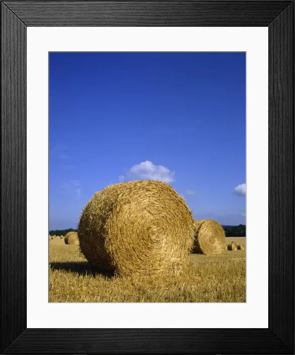 Framed Print : Straw bales in a field after harvesting at Barns Green in Sussex, England Framed Print : Straw bales in a field after harvesting at Barns Green in Sussex, England