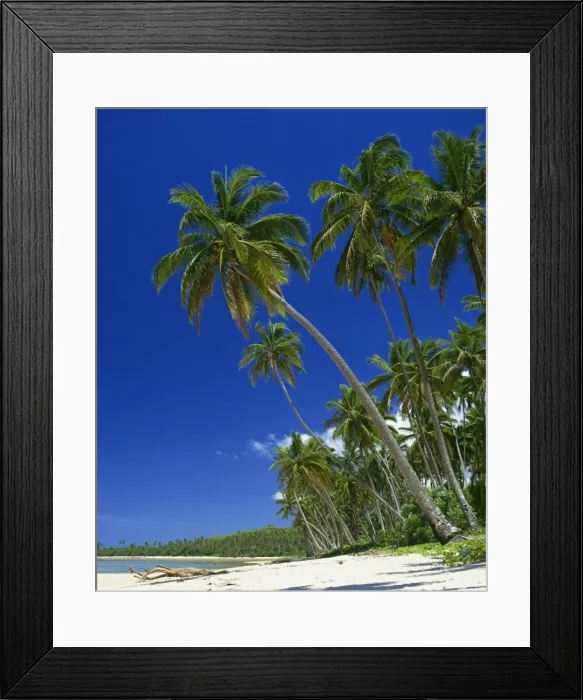 Framed Print : Palm trees on a tropical island beach on the Viti Coral coast in Fiji, Pacific Islands Framed Print : Palm trees on a tropical island beach on the Viti Coral coast in Fiji, Pacific Islands