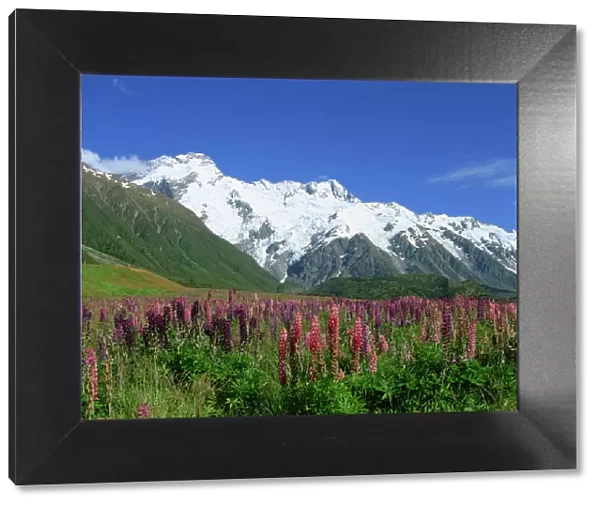 Alpine flowers before Mount Cook, Canterbury, South Island, New Zealand, Pacific