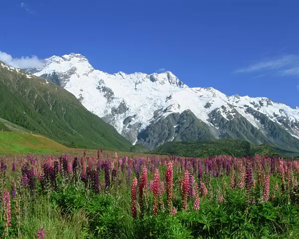 Alpine flowers before Mount Cook, Canterbury, South Island, New Zealand, Pacific