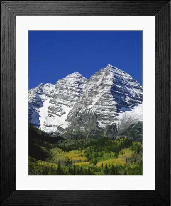Framed Print : Trees in fall colours below snow covered Maroon Bell Mountains, at Aspen Framed Print : Trees in fall colours below snow covered Maroon Bell Mountains, at Aspen