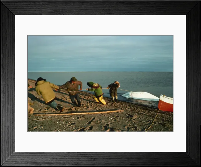 Framed Print : Hauling white whale ashore in order to cuyt it up for blubber and meat Framed Print : Hauling white whale ashore in order to cuyt it up for blubber and meat