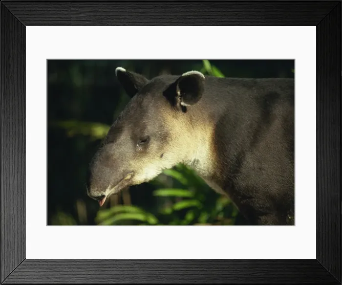 Framed Print : Bairds tapir, Belize, Central America Framed Print : Bairds tapir, Belize, Central America