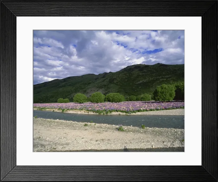 Framed Print : Wild lupins growing in river valley, Lindis Valley, Lindis Pass Highway No Framed Print : Wild lupins growing in river valley, Lindis Valley, Lindis Pass Highway No