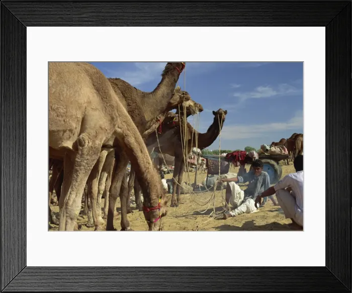 Framed Print : Two year old camels bought and sold, Camel Fair, Pushkar, Rajasthan state, India, Asia Framed Print : Two year old camels bought and sold, Camel Fair, Pushkar, Rajasthan state, India, Asia