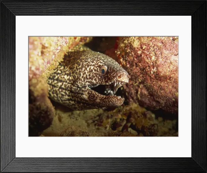 Framed Print : Spotted moray eel (Gymnothorax moringa) feeds in the open during the night Framed Print : Spotted moray eel (Gymnothorax moringa) feeds in the open during the night