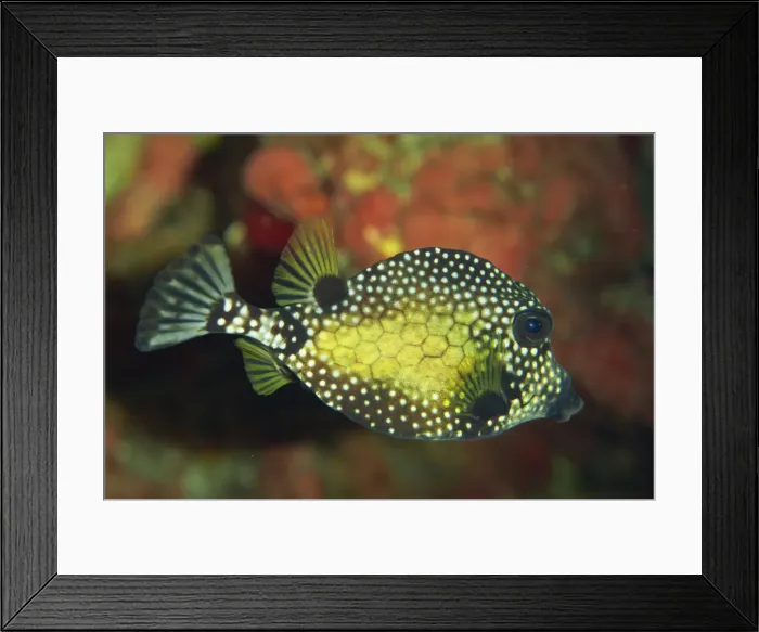 Framed Print : Smooth trunkfish (Lactophrys triqueter), Tobago, West Indies, Caribbean, Central America