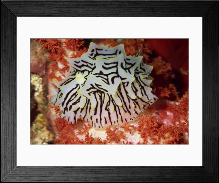 Framed Print : Nudibranch on red soft coral (Dendronephthya), Red Sea, North Africa, Africa Framed Print : Nudibranch on red soft coral (Dendronephthya), Red Sea, North Africa, Africa
