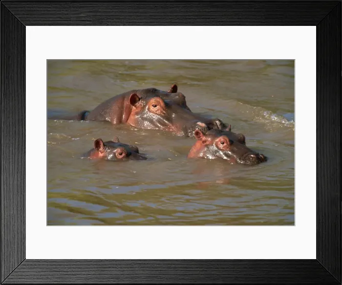 Framed Print : Hippos (Hippopotamus amphibius) relaxing in the Mara River, Masai Mara Framed Print : Hippos (Hippopotamus amphibius) relaxing in the Mara River, Masai Mara