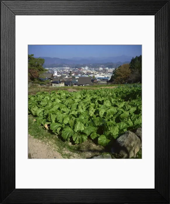 Framed Print : Market garden cabbages, Takayama, Honshu, Japan, Asia Framed Print : Market garden cabbages, Takayama, Honshu, Japan, Asia