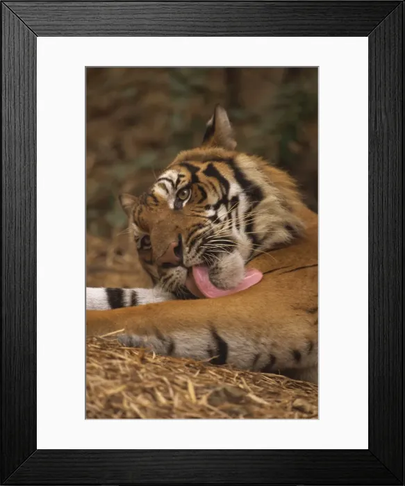 Framed Print : Indo Chinese tiger (Panthera tigris corbetti) washing, Tiger sanctuary for confiscated animals Framed Print : Indo Chinese tiger (Panthera tigris corbetti) washing, Tiger sanctuary for confiscated animals