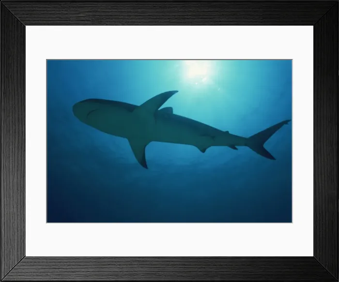Framed Print : Caribbean reef shark (Carcharhinus perezi), Bahamas, West Indies, Atlantic Ocean Framed Print : Caribbean reef shark (Carcharhinus perezi), Bahamas, West Indies, Atlantic Ocean