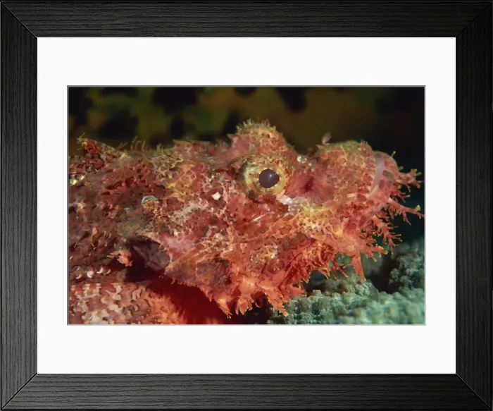 Framed Print : Scorpion fish (Scorpaenopsis) have venomous spines for defence, Similan Islands Framed Print : Scorpion fish (Scorpaenopsis) have venomous spines for defence, Similan Islands